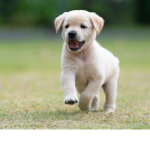 The Group Of Puppies