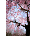 ~Pink blossom~