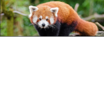 Red Panda Group Fans