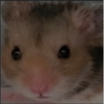 Brielle and hammy