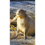 Lord Capybara
