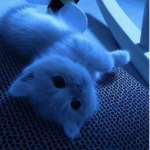 C U T E KITTY