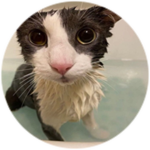 Soggy Cat