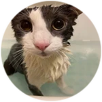 Soggy Cat