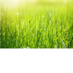 Grassy Office