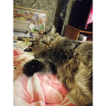 Alice_kitte