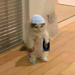 Uzbeki Cats Group