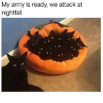 The cat armys
