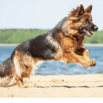 Pinky's dog group