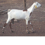 Skinny goats