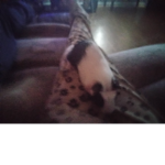 Iloveoreo