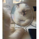*+Catz+*