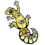 Dart the leopard gecko!