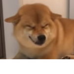 Doggo bois