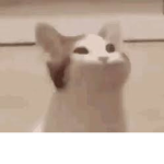The Poppy cats
