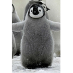 penguin group penguin