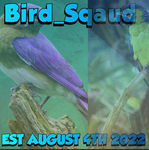 Bird_Sqaud