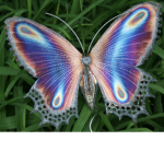 Awesome Butterflies!