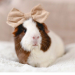 Guinea Pig Workshop!