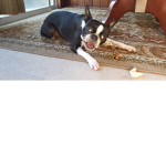 DEAD DOG