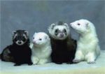 OMG.... FERRET!!!!!