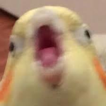 Wild Birbs