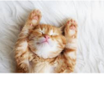 Kitty Mitty hero