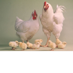 Chicken FamiIy