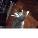 Help Fly