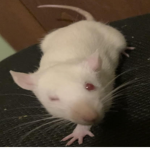 Rizz Rat fan club