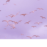 {Birds}