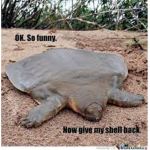 Little.turtles