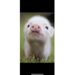 Pigs matter group