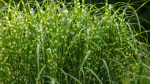 Touch Grass Senpai