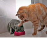 Tienda de Adoptme