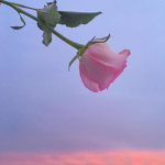 dead roses ✿
