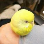 Bird Tennis Ball Group Thumbnail
