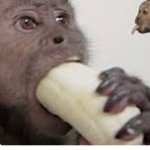The the gaming monkeys