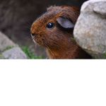cute guinea pig clan