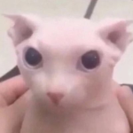 Stary the cat