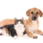 Cat and dog official group