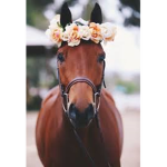 Horse paradise group