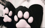 squishypaws