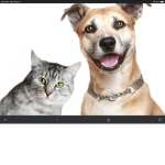 The Dogs and Cats Talk Room