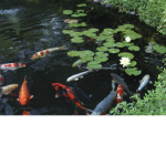 Koi Players pond
