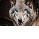 The BIG Wolf PACK