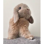 The Bunny burrow