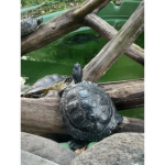 Turtle fan!