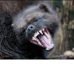 Wolverines group