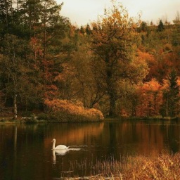 🦢